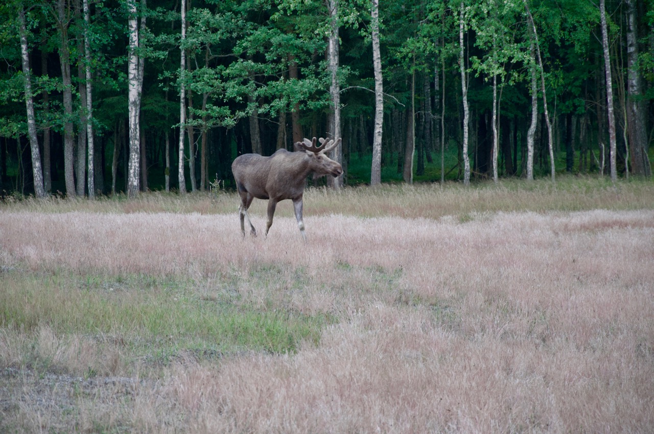 Tropem króla łosia - 1