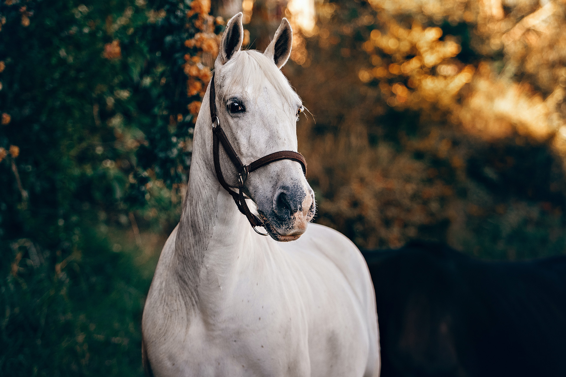 Wyprawa na cztery kopyta w Jaroszówce - 1