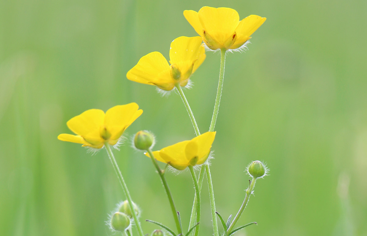 Łąki kwiatami malowane w Ksebkach - 1
