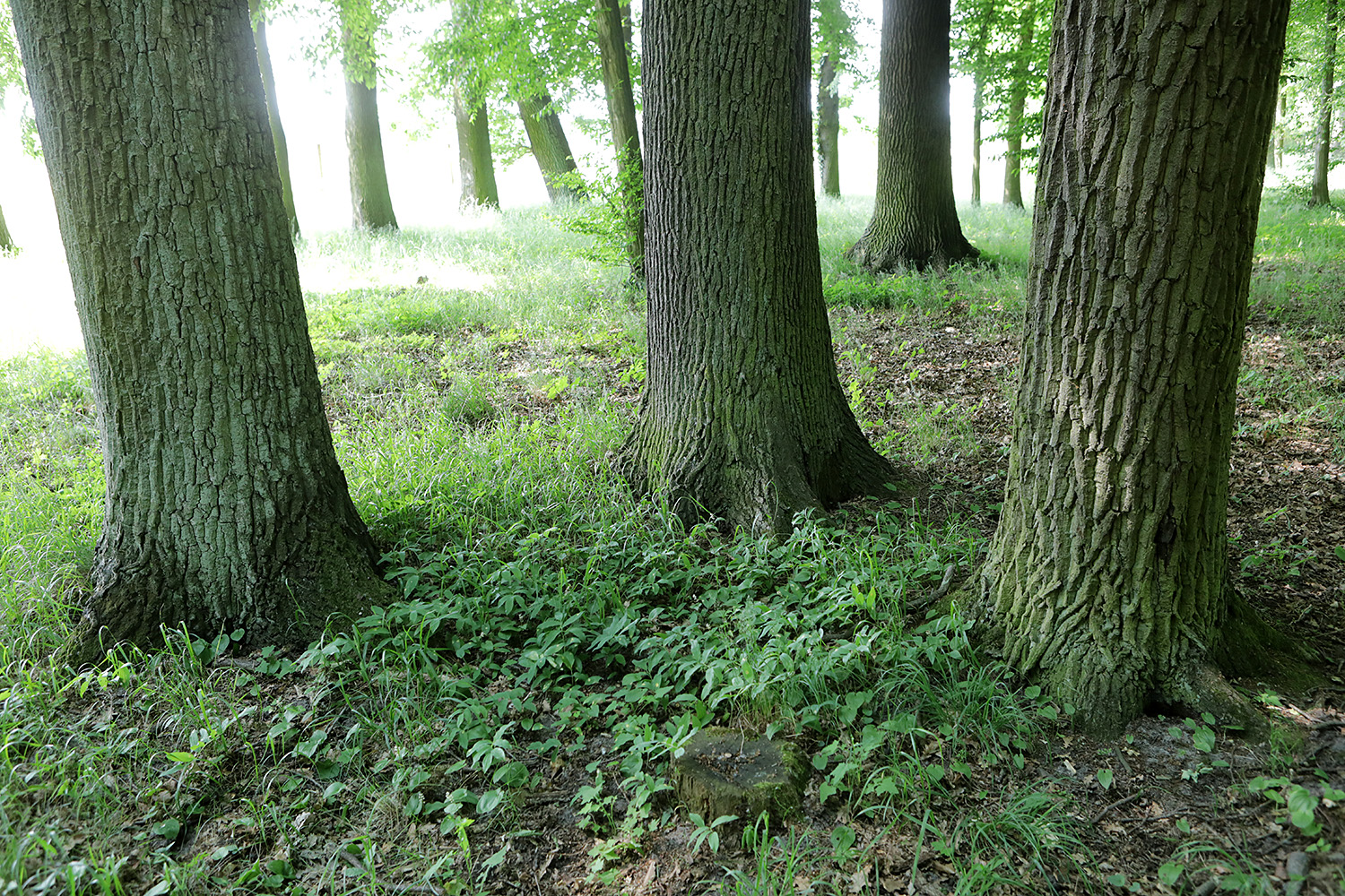 Drzewa  parku w Chocianowie - 1