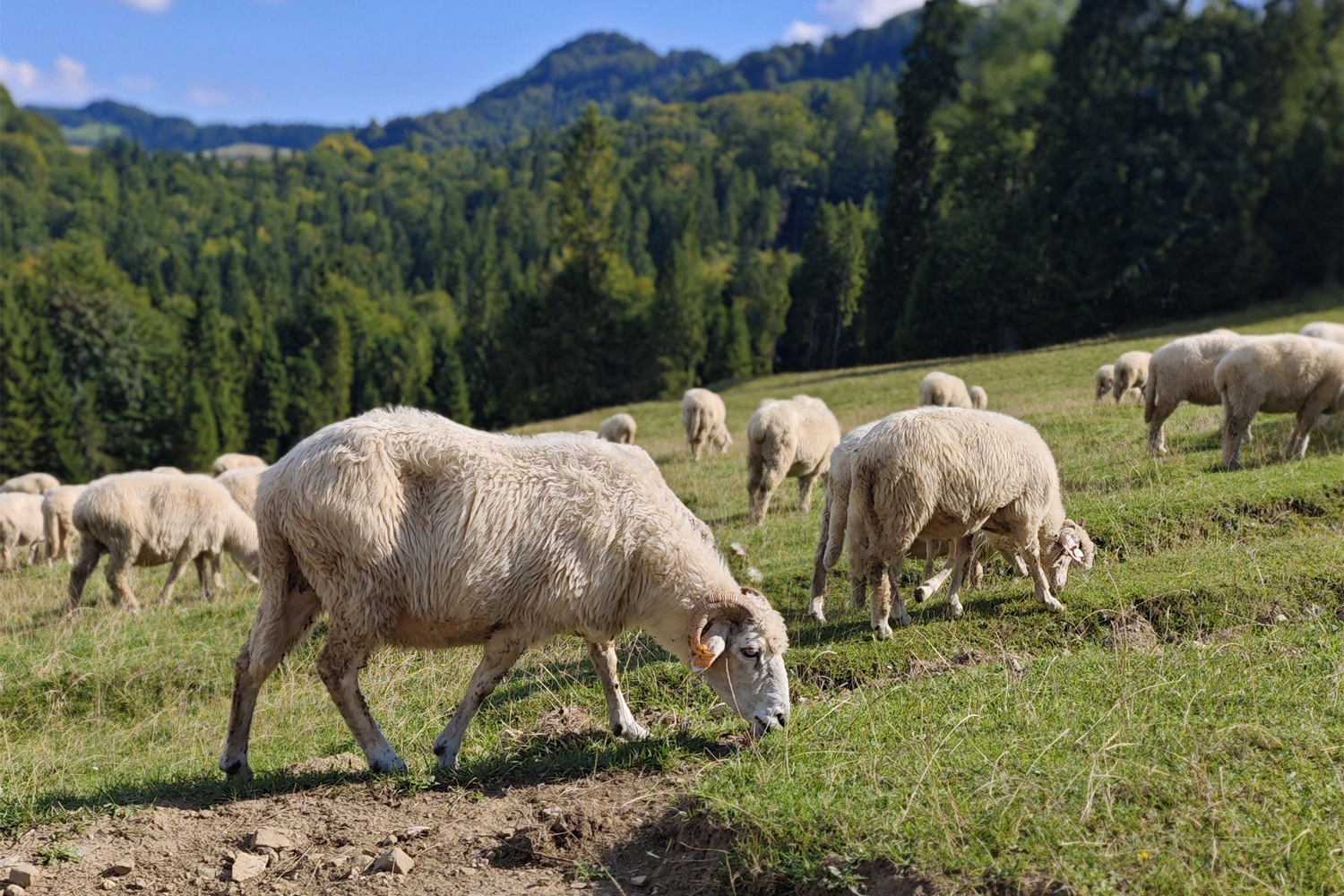 Pasterskim szlakiem na Wysoką