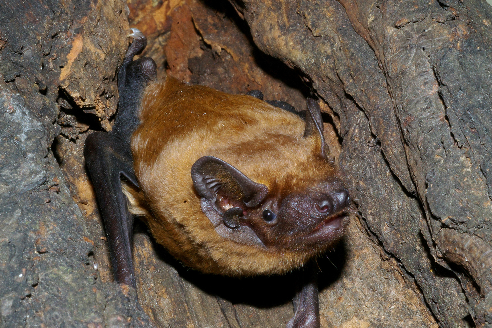 Tajemnice nietoperzy - 1