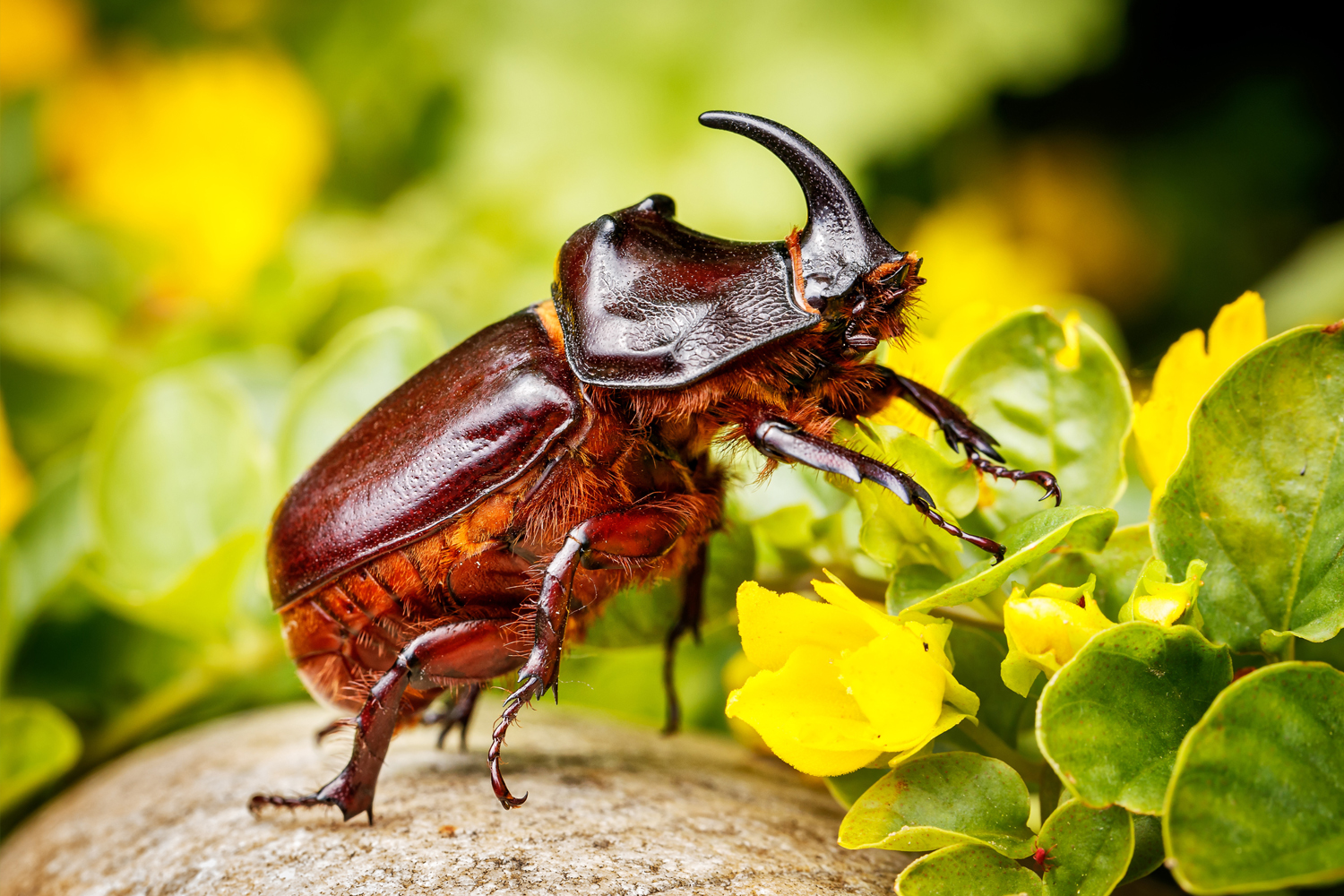 Quest prawdę Ci powie: Chrząszcz brzmi w Krakowie - 1