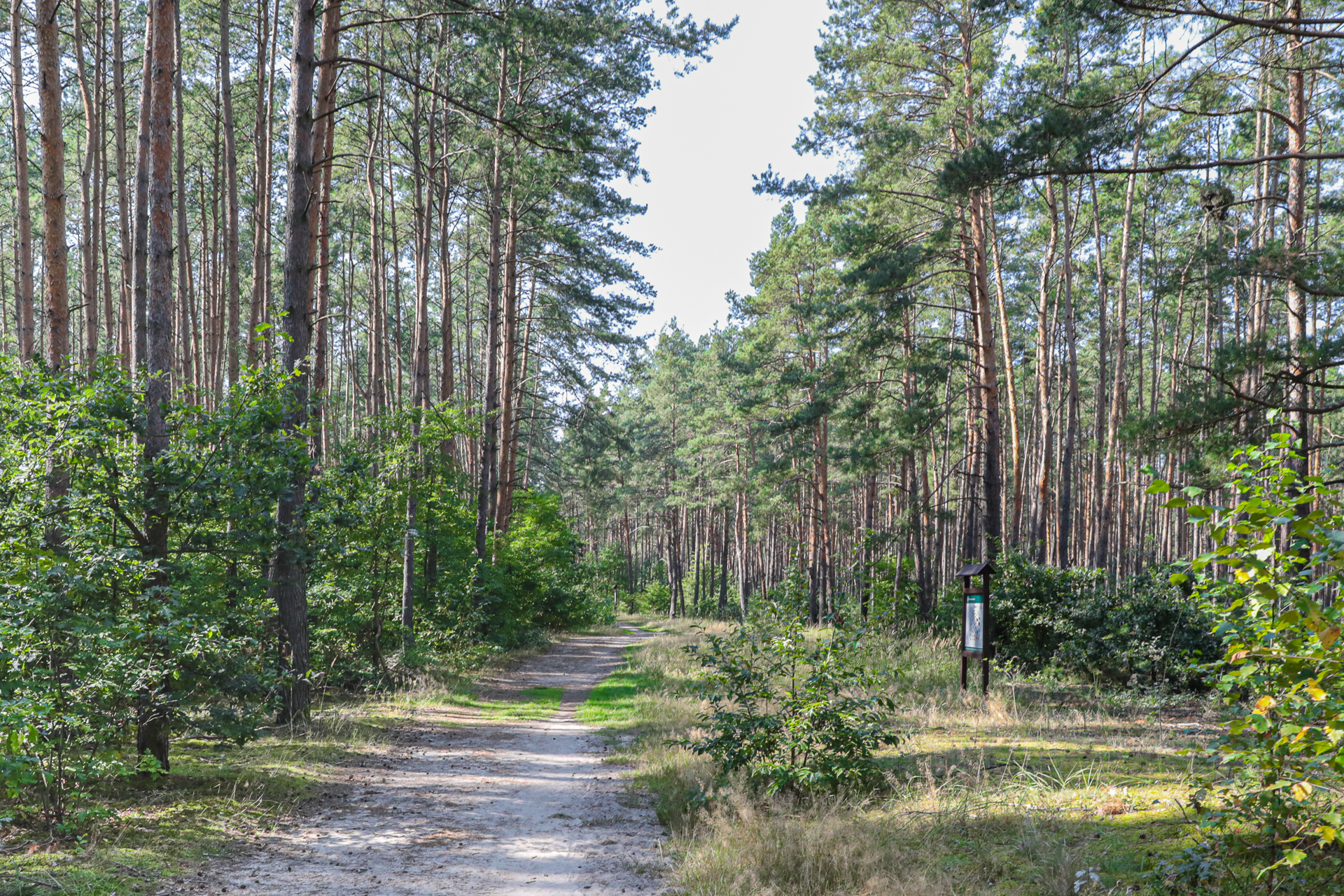 Skarby Namysłowskich Lasów - 1