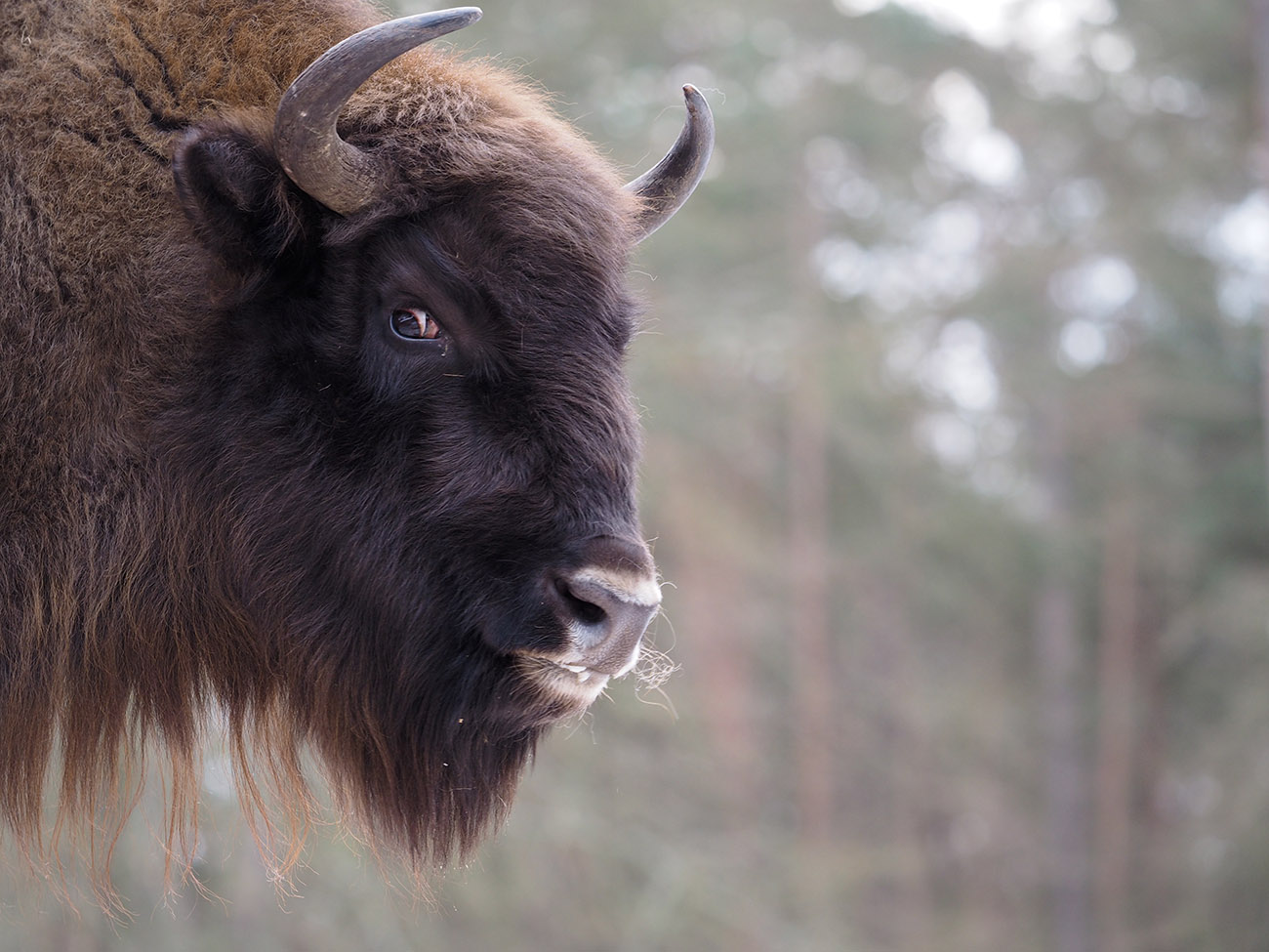 Do żubra ścieżkami Wolińskiego Parku Narodowego - 1