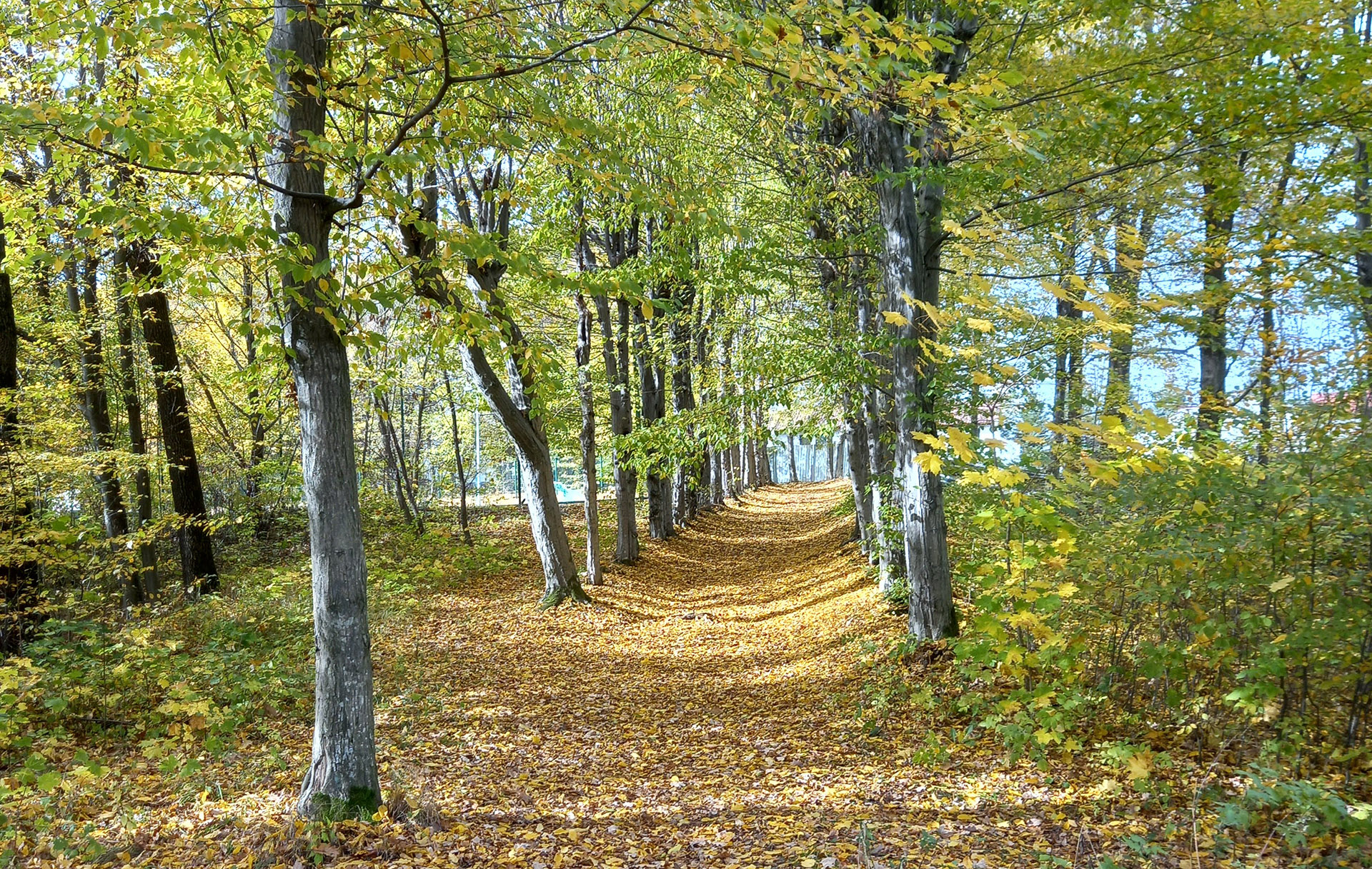 Wokół historii i legend podworskiego parku w Łąkcie Górnej - 1