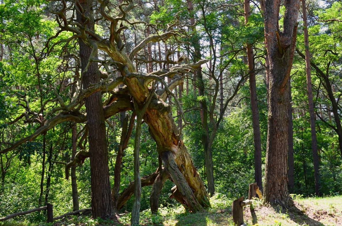 Wydmowym szlakiem po Kampinoskim Parku Narodowym - 1