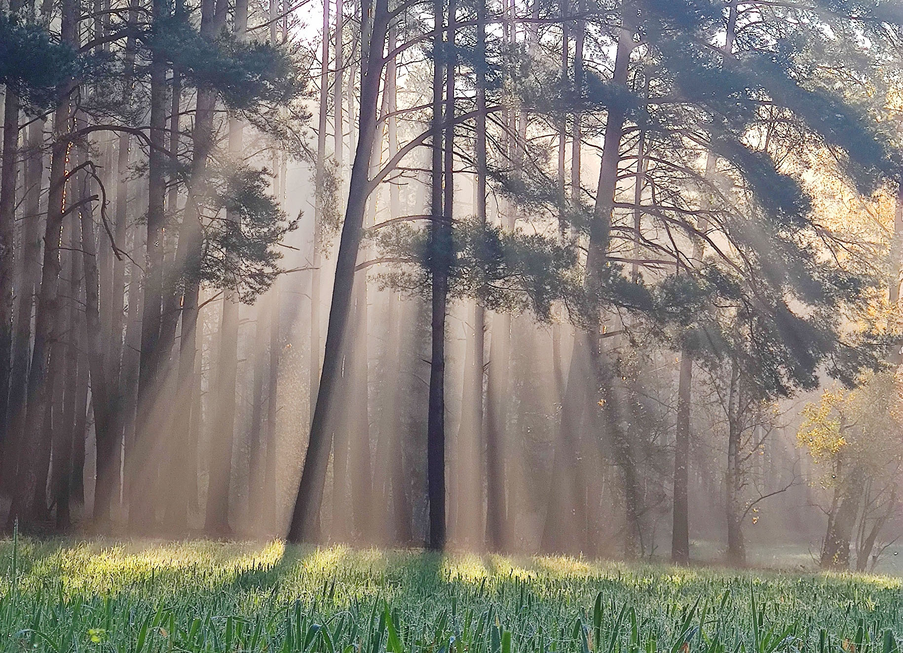 Leśna wyprawa w Konstantynowie - Borówkowy Szlak - 1