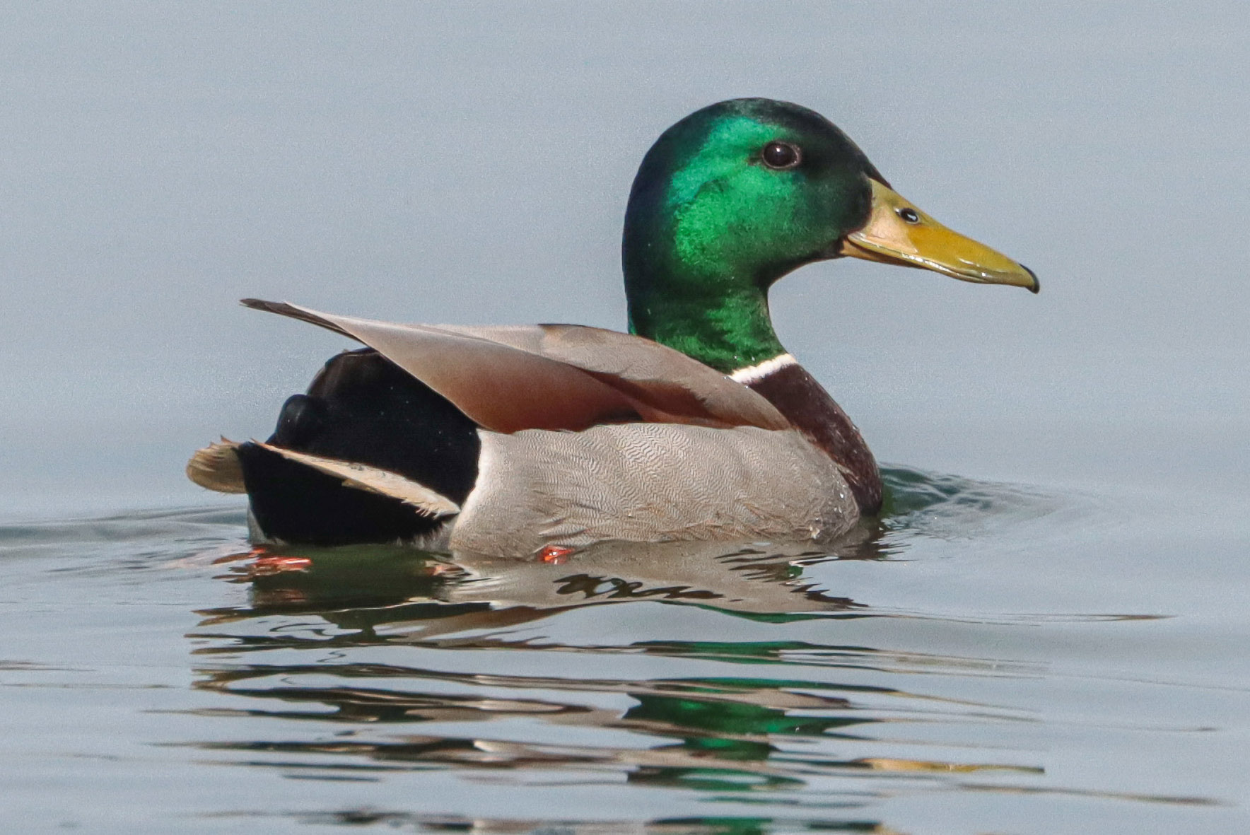 Nad Jezioro Swarzędzkie po przygodę - 1