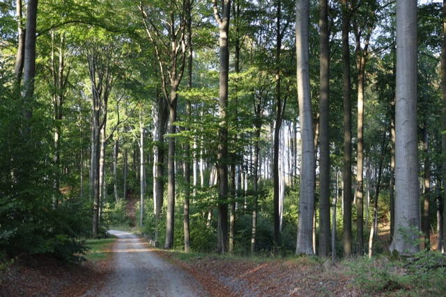 Puszcza Bukowa – przyroda w obliczu klimatycznych zmian