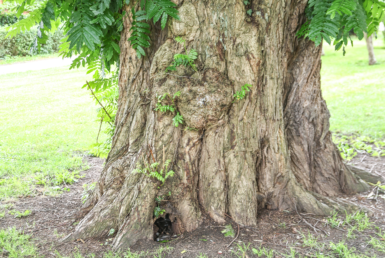 Odkrywanie przyrodniczych skarbów Szprotawy z Göppertem - 1