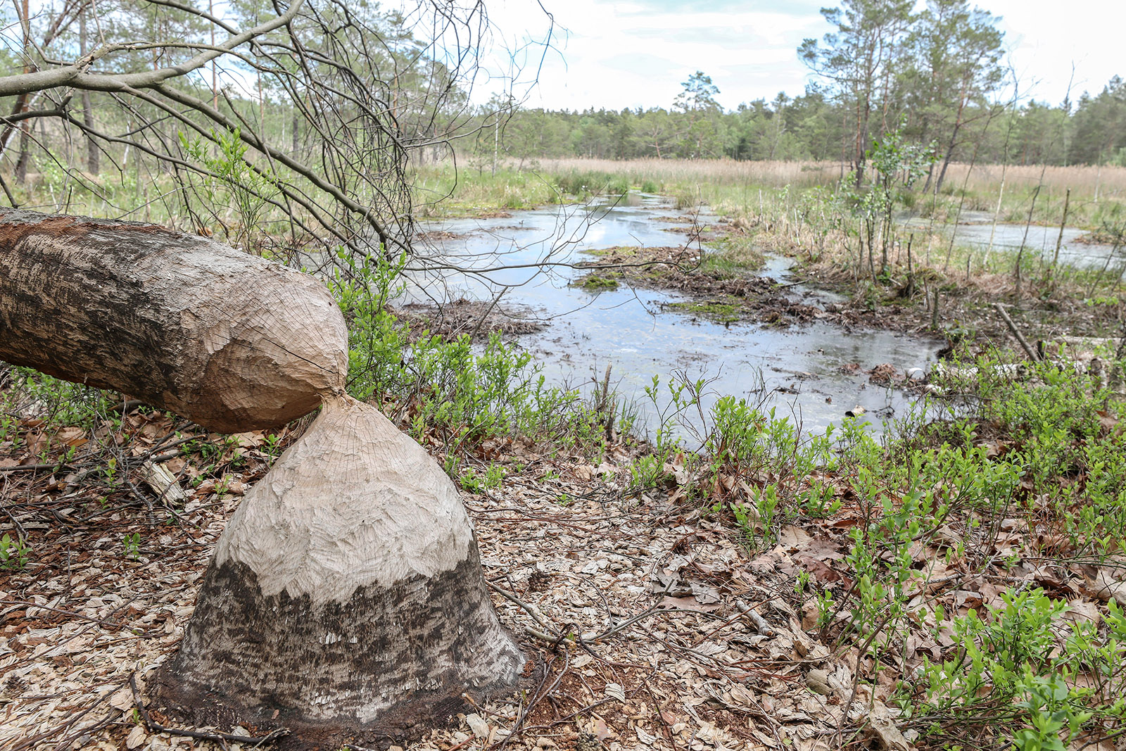 Uroczysko Czarne Stawy - 1