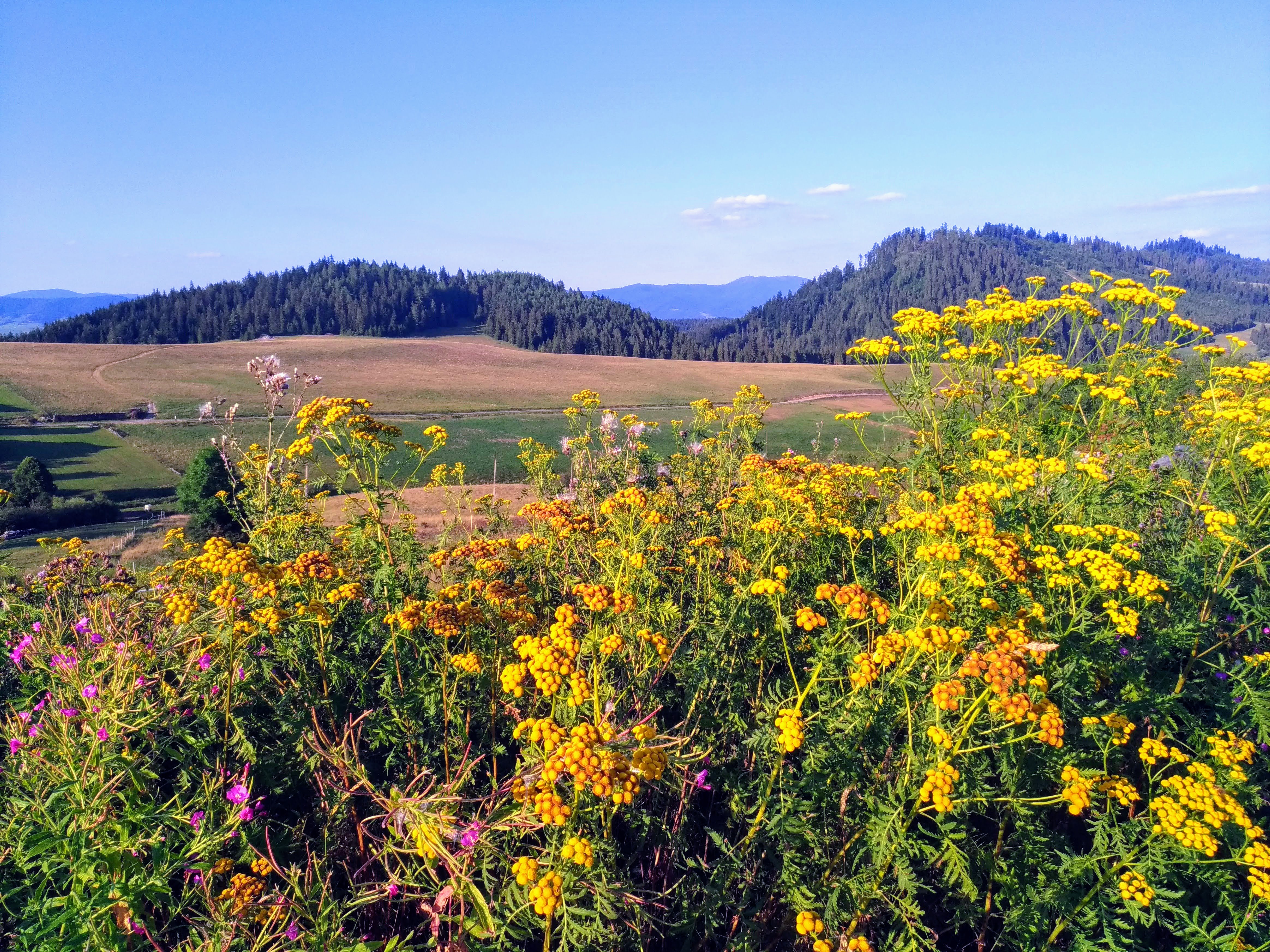 Spacer z Mieczysławą Faryniak po Dursztynie - 1