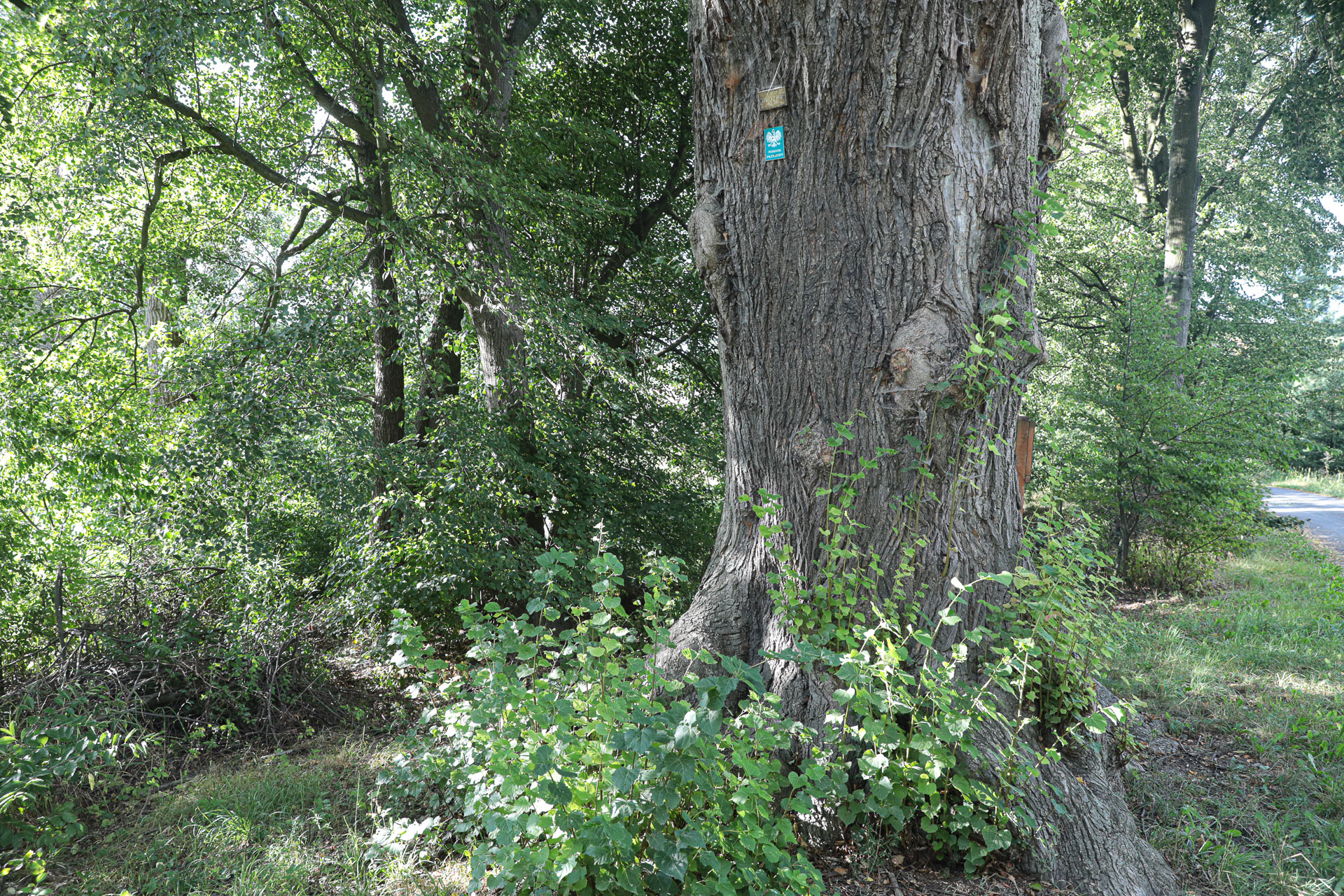 Wędrówki z przyrodą w Borówkach - 1